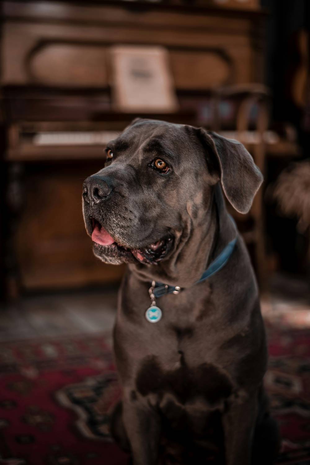 Brązowy pies rasy cane corso.